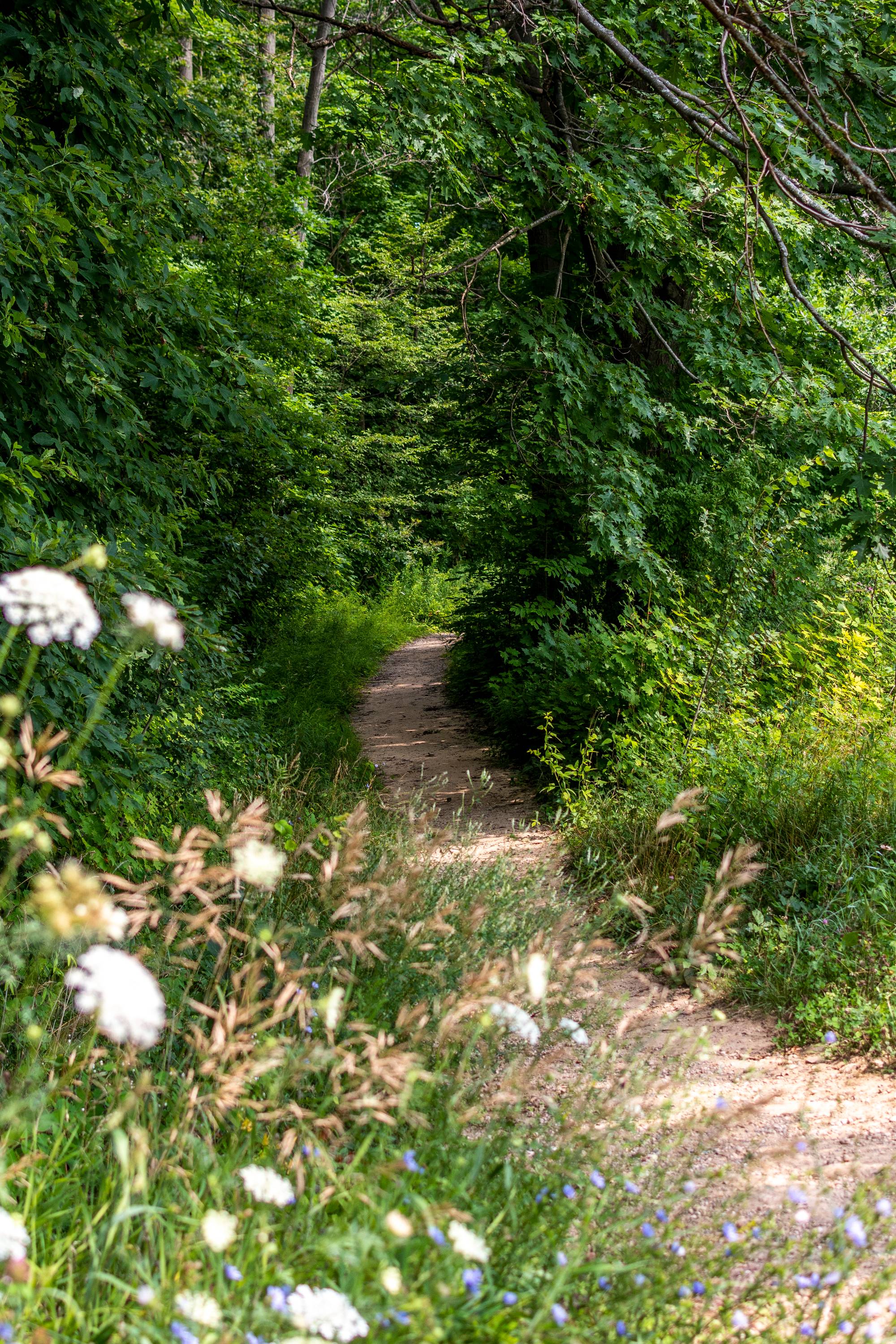 Dirt trail through the woods, flowers in the forefront